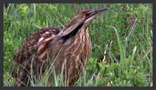 American Bittern Clip